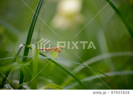 自然教育園のカマキリ（東京都港区） 97935826
