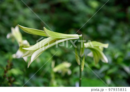 自然教育園にてウバユリの花(東京都港区) 自然教育園にてウバユリの花(東京都港区) 97935831