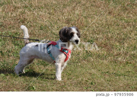 愛犬 愛犬 97935986