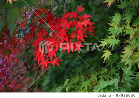 天理の銀杏 97936030