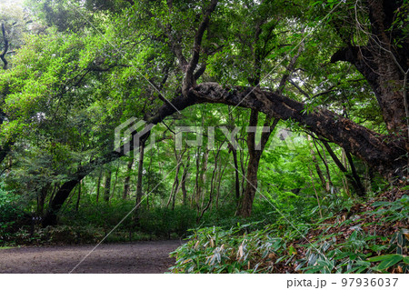 自然教育園の森林(東京都港区) 自然教育園の森林(東京都港区) 97936037