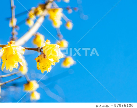 新春に咲く満開のロウバイ 97936106