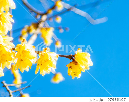 新春に咲く満開のロウバイ 97936107