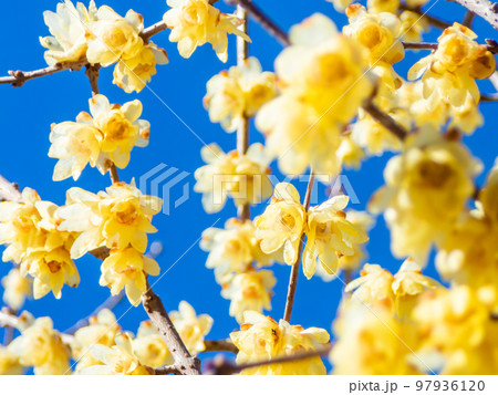 新春に咲く満開のロウバイの写真素材