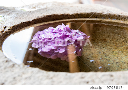 手水鉢に浮かべた紫陽花 日本の夏の風景 手水鉢に浮かべた紫陽花 日本の夏の風景 97936174