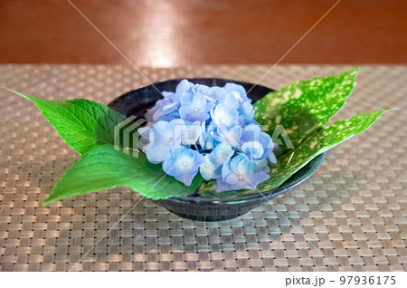 和のしつらえ 紫陽花とアオキの生け花 和のしつらえ 紫陽花とアオキの生け花 97936175
