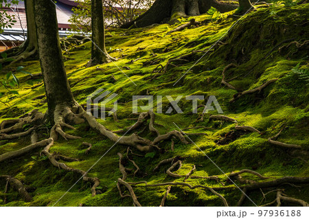 京都伏見の早春　城南宮　神苑「春の山」　苔と木の根 97936188
