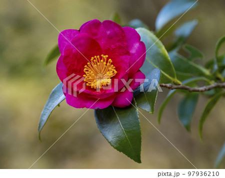 さざんかの花 97936210