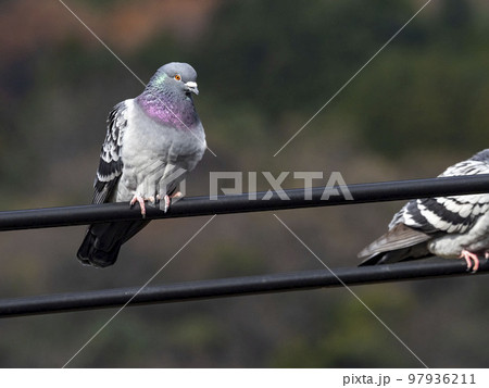 電線にとまっているドバト 電線にとまっているドバト 97936211