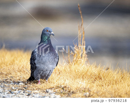 小石だらけの地面の上に居るドバト 97936218