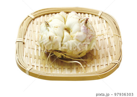 ユリネ04(パス付) ユリネ04(パス付) 97936303