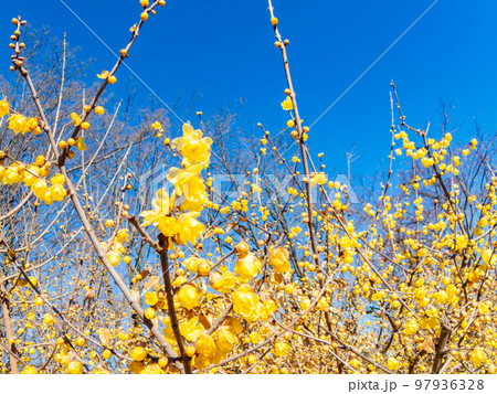 対角魚眼レンズで撮る満開のかわいいロウバイの黄色い花 97936328