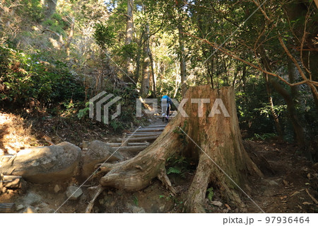 筑波山御幸ヶ原コースの風景 筑波山御幸ヶ原コースの風景 97936464