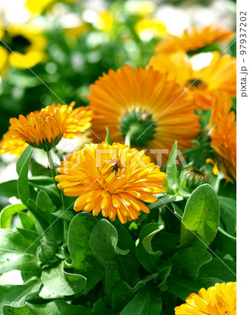 カレンデュラ (キンセンカ：Calendula officinalis) 97937202