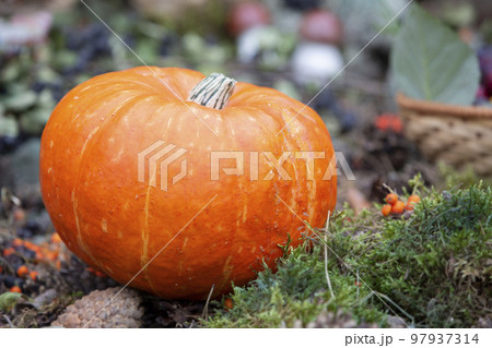 Large orange pumpkin on a green plant background. Large orange pumpkin on a green plant background. 97937314