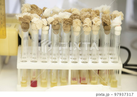 Test tubes with solutions in the laboratory of the infectious diseases hospital. Test tubes with solutions in the laboratory of the infectious diseases hospital. 97937317