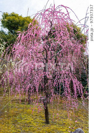 京都伏見の早春 城南宮 神苑「春の山」 しだれ梅 京都伏見の早春 城南宮 神苑「春の山」 しだれ梅 97937337