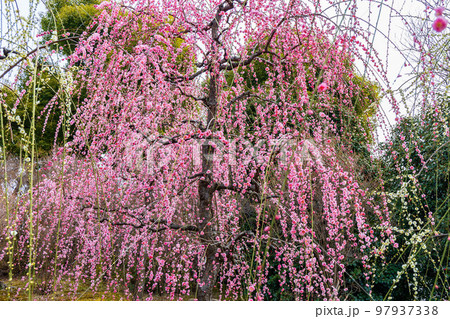 京都伏見の早春 城南宮 神苑「春の山」 しだれ梅 京都伏見の早春 城南宮 神苑「春の山」 しだれ梅 97937338