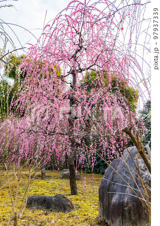 京都伏見の早春　城南宮　神苑「春の山」　しだれ梅 97937339