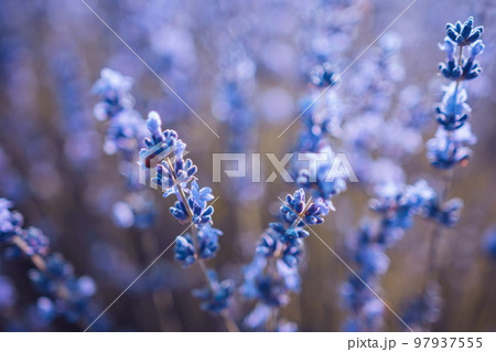 Lavender flower background with beautiful purple colors and boke Lavender flower background with beautiful purple colors and boke 97937555