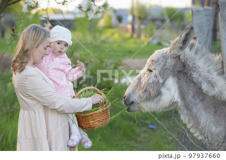 Mom with a little daughter feeds a donkey. A woman with a child on a farm. 97937660