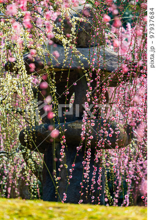 京都伏見の早春　城南宮　神苑「春の山」　しだれ梅 97937684