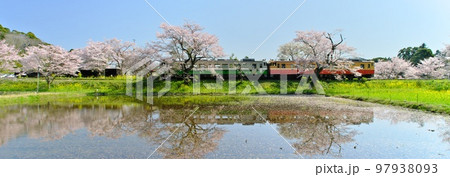 春の千葉小湊鉄道水田に映る桜の飯給駅に停車する列車 パノラマ 97938093