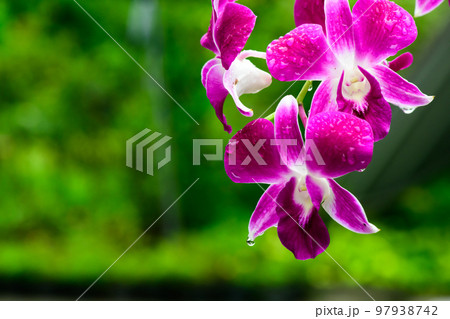Purple fresh Orchids flowers in garden Purple fresh Orchids flowers in garden 97938742