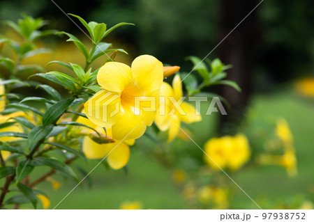.Yellow flowering plant called Allamanda, Allamanda cathartica native to the Americas 97938752