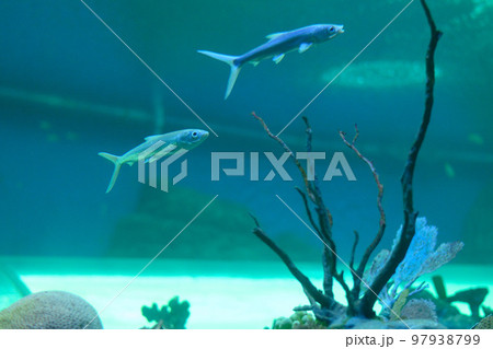 Underwater world. Exotic fish fish in an aquarium Underwater world. Exotic fish fish in an aquarium 97938799