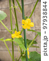 きゅうりの花 97938844
