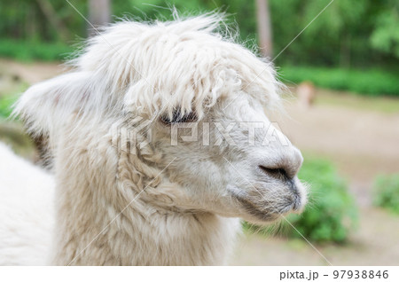 Muzzle of white lama glama lamoid animal outdoors 97938846