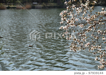 水辺に咲く満開のこぶしの花 97939144