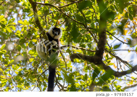 Black-and-white ruffed lemur, Varecia variegata subcincta, Madagascar wildlife animal Black-and-white ruffed lemur, Varecia variegata subcincta, Madagascar wildlife animal 97939157