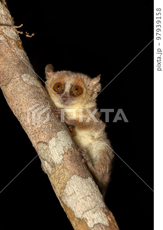 Madame Berthe's mouse lemur, Microcebus berthae, Madagascar wildlife animal 97939158