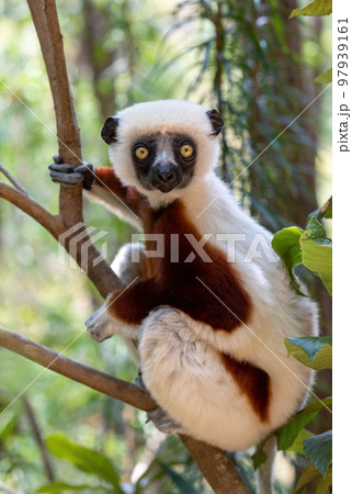 Coquerel's sifaka lemur, Propithecus coquereli, Madagascar wildlife animal 97939161