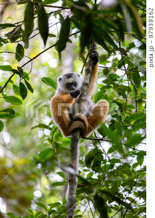 Lemur Diademed Sifaka, Propithecus diadema, Madagascar wildlife animal 97939162