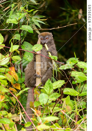 Eastern lesser bamboo lemur, Hapalemur griseus, Madagascar wildlife animal. Eastern lesser bamboo lemur, Hapalemur griseus, Madagascar wildlife animal. 97939165