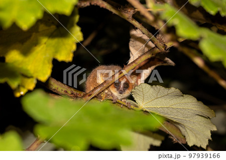 Goodman's mouse lemur, (Microcebus lehilahytsara) Goodman's mouse lemur, (Microcebus lehilahytsara) 97939166