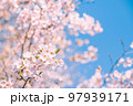 桜 97939171