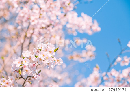 桜 桜 97939171