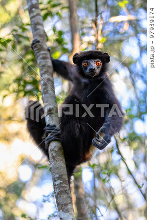 Black lemur Milne-Edwards's sifaka, Propithecus edwardsi, Madagascar wildlife animal. 97939174