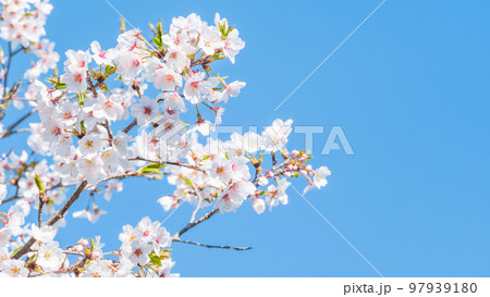 桜 97939180