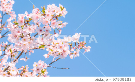 桜 97939182