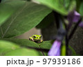 葉っぱの上の雨蛙 97939186