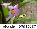 葉っぱの上の雨蛙 97939187