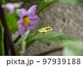 葉っぱの上の雨蛙 97939188