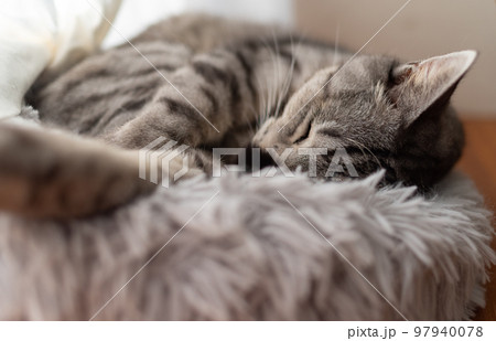 眠る猫　サバトラ猫 97940078