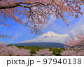 桜と富士山 97940138