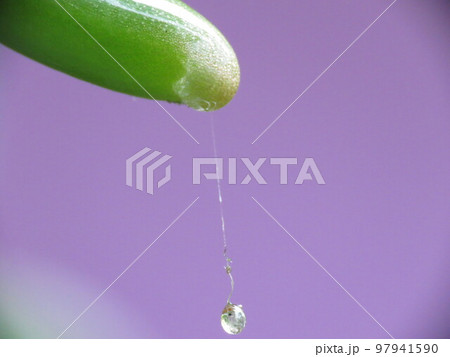 Drops of dew 97941590